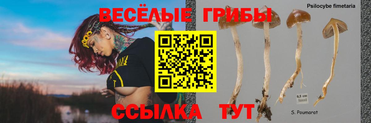 Псилоцибиновые грибы Psilocybe  Псилоцибиновые грибы Psilocybe  купить наркоту  Вход с VPN  Троицк 